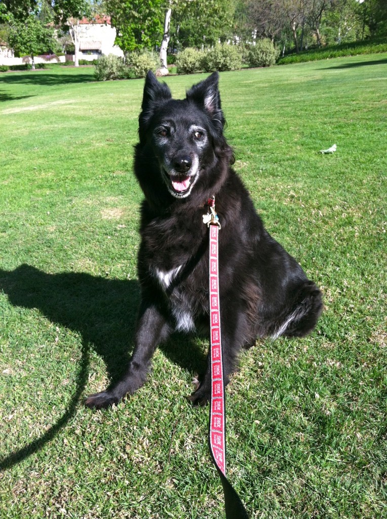 Our beloved Simon, shortly before he died at 13 - my wife still cries.