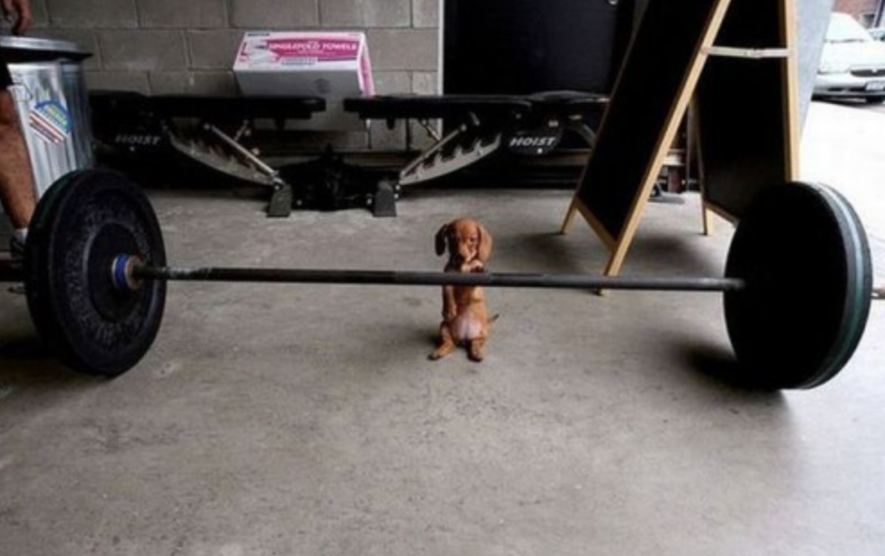 Little dog with huge weights