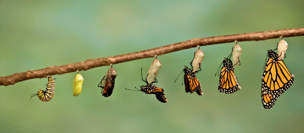 The evolution of a butterfly